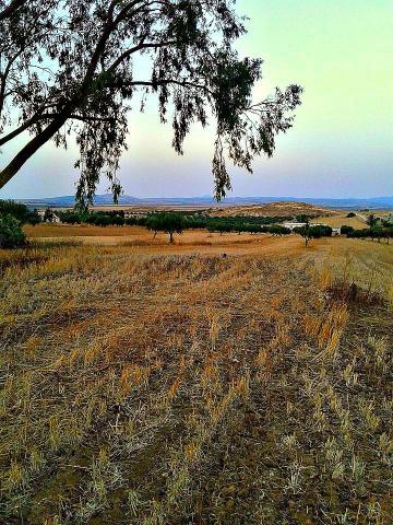 أرض فلاحية بالفحص