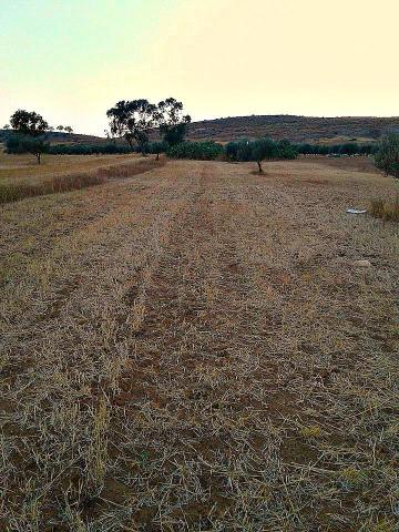 أرض فلاحية بالفحص