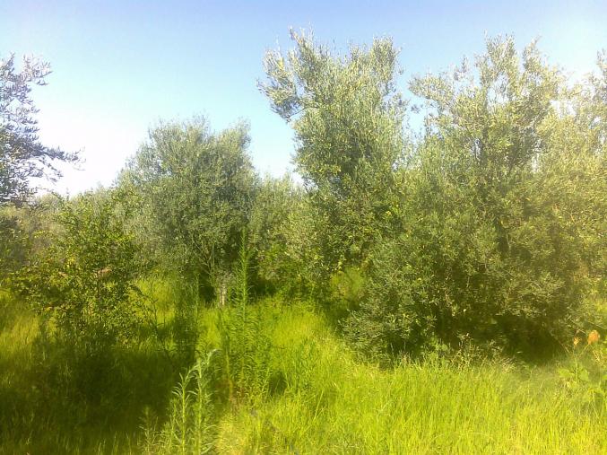 a vendre a cause de voyage