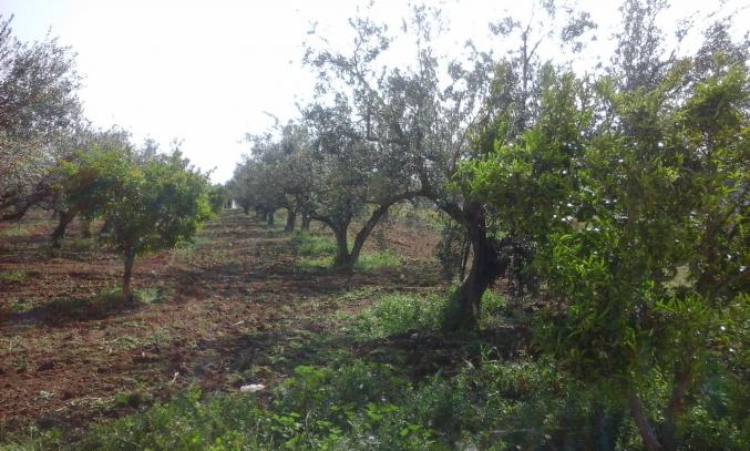 AV Belle ferme à borj amri