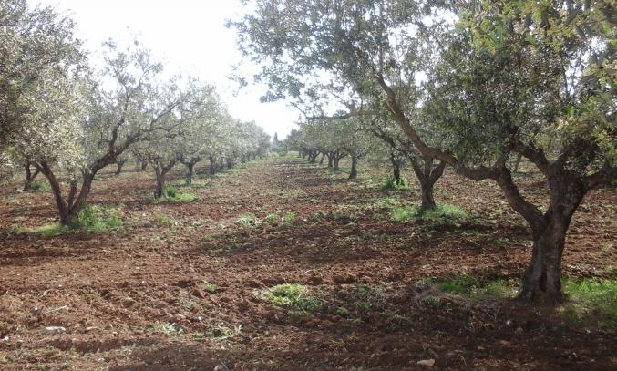 AV Belle ferme à borj amri