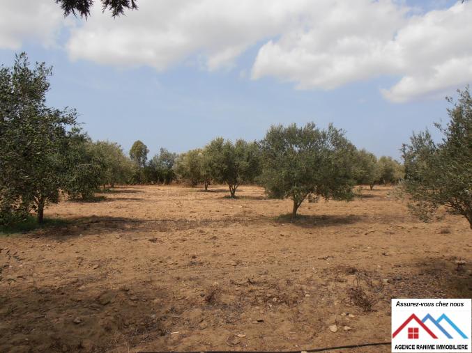 Ferme de 1 hectare 5000 avec titre bleu