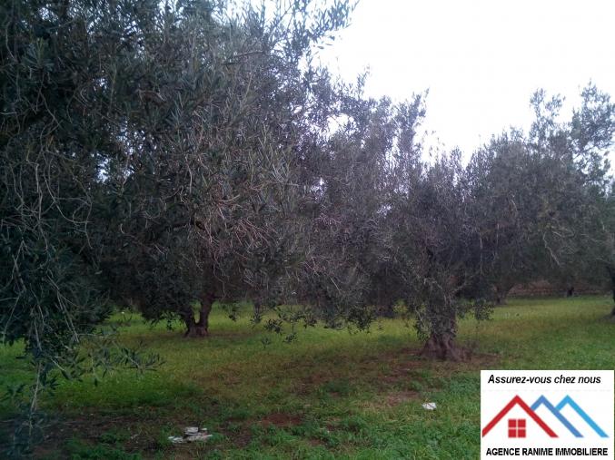 Terrain commercial a dar allouche de 3730m2 tbleu