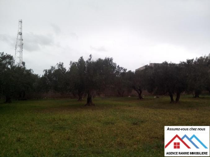 Terrain commercial a dar allouche de 3730m2 tbleu