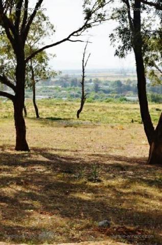 Terrain prés de Géant et GDA sidi amor