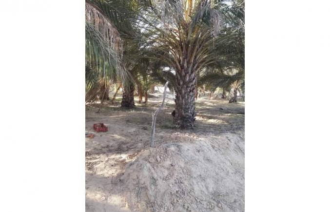 للبيع هكتار دقلة مسجل و ينتج في الفوار