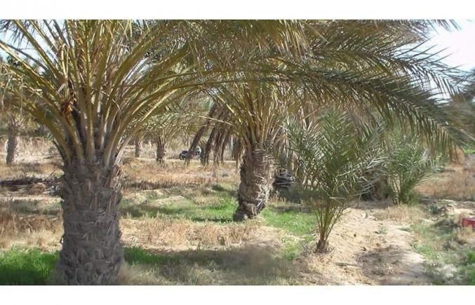 ارض فلاحية للبيع جر دوز الغربي