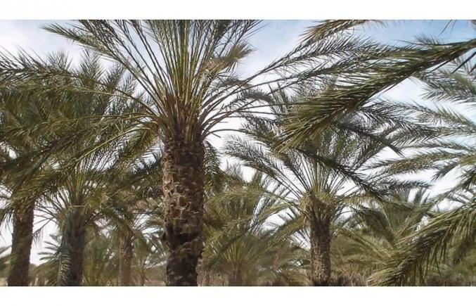 ارض فلاحية للبيع جر دوز الغربي