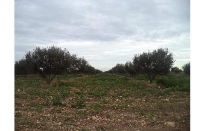 6 hectares et 760 zitouna