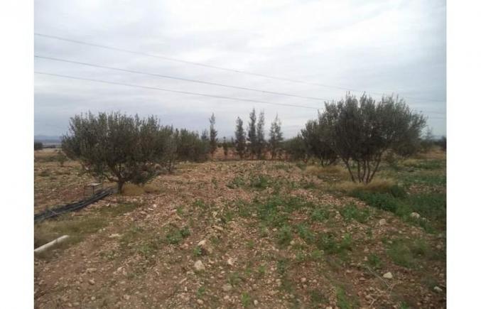 6 hectares et 760 zitouna