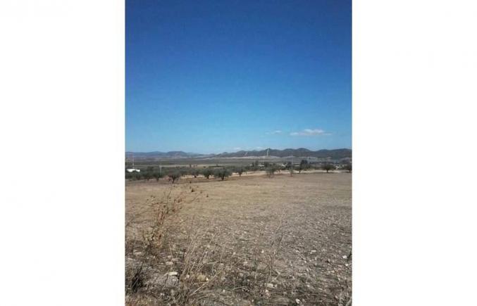 2 hectares zitoune à zeriba zaghouan