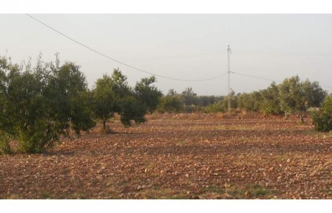 أرض فلاحية دفدرخانة على الطريق السيارة