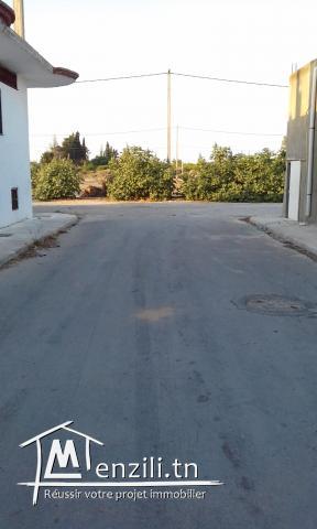 Terrain à tazarka (Nabeul)