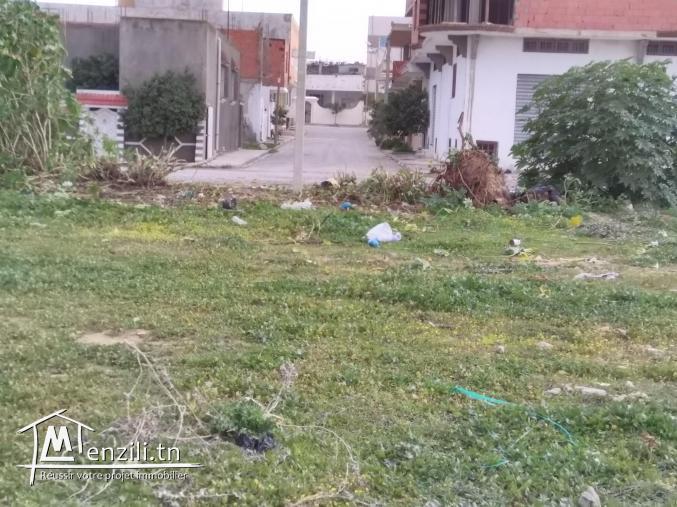 Terrain à tazarka (Nabeul)