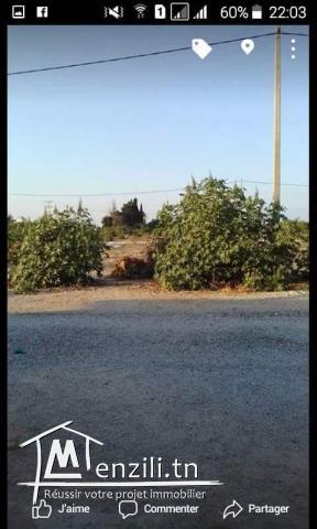 Terrain à tazarka (Nabeul)