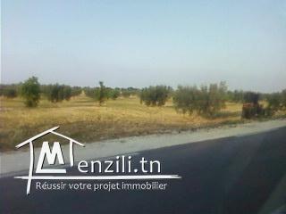 terrain à sidi bou ali