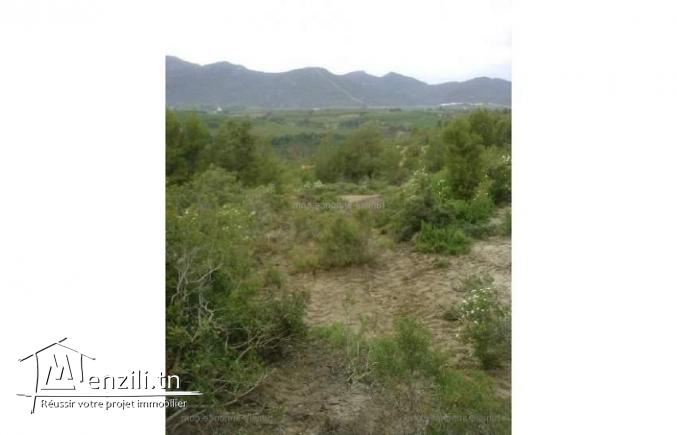 Un terrain Sidi Salem Garsi (Mornag).