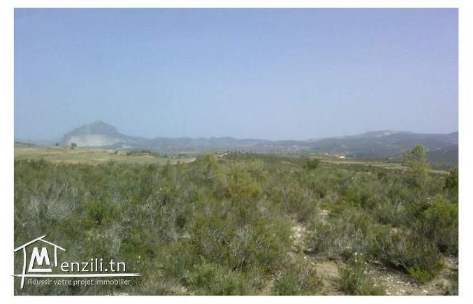 Un terrain Sidi Salem Garsi (Mornag).
