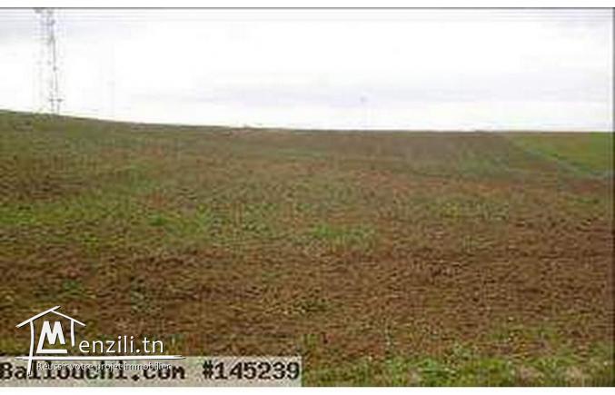 فرصة ارض للبيع في فوشانة