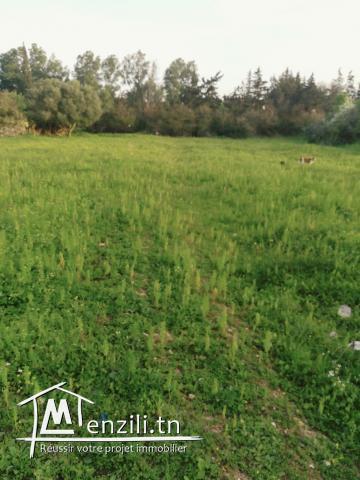 Vendre un terrain à Carthage hannibal