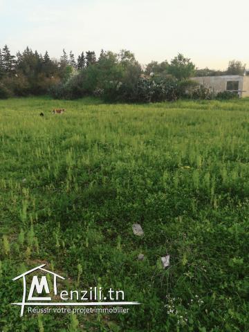 Vendre un terrain à Carthage hannibal