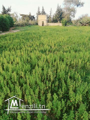 Vendre un terrain à Carthage hannibal