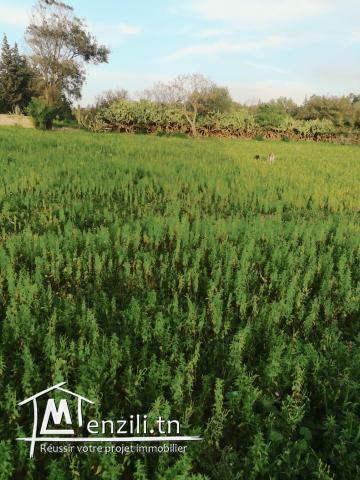 Vendre un terrain à Carthage hannibal