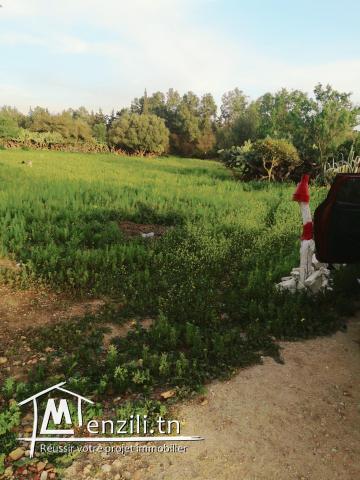 Vendre un terrain à Carthage hannibal