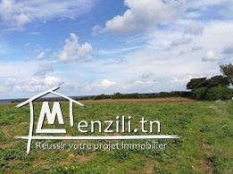 terrain dar allouche