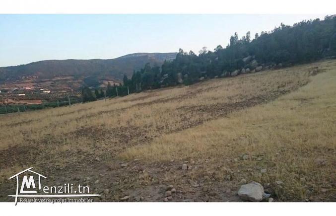 قطعة ارض للبيع صالحة للبناء أو للزراعة