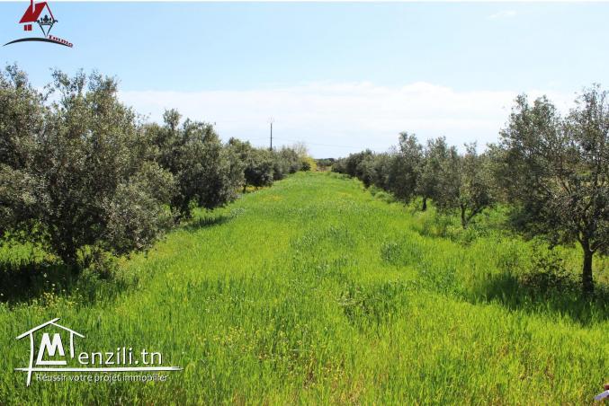micro ferme à ne pas rater