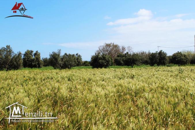 micro ferme à ne pas rater