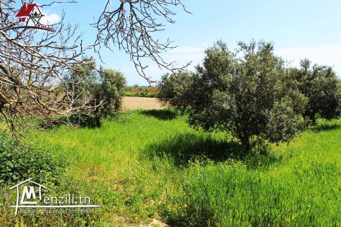 micro ferme à ne pas rater