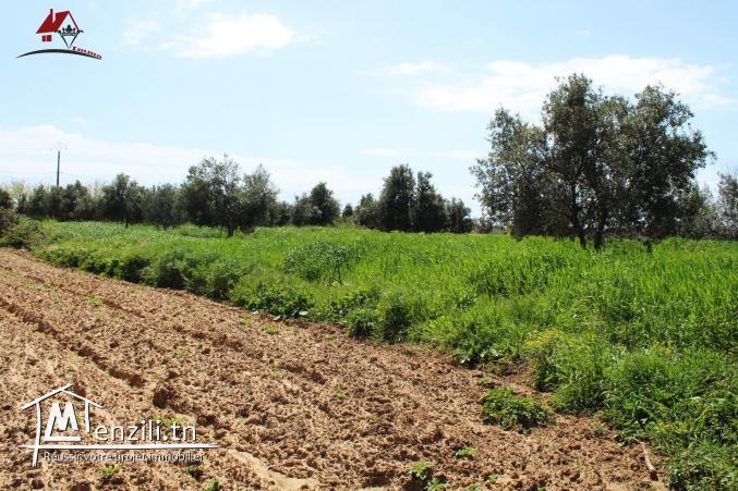 micro ferme à ne pas rater
