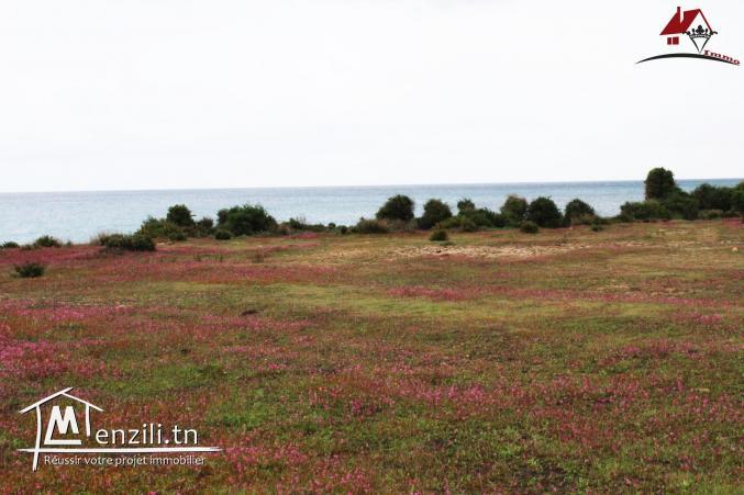 Terrain à Kerkouane Kélibia
