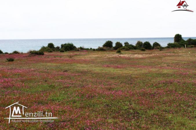 Terrain à Kerkouane Kélibia