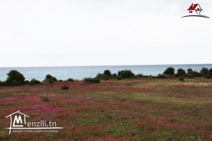 Terrain à Kerkouane Kélibia