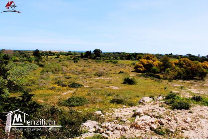 1035 à Hammam El Ghzez