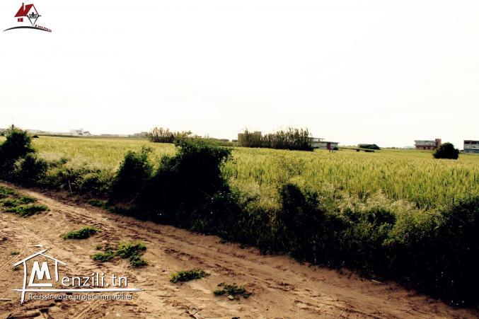 Terrain à Dar Allouch de 1000m² 