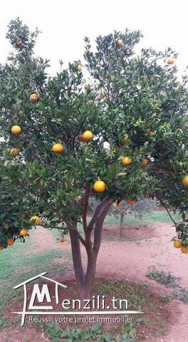 دار و سانية للبيع