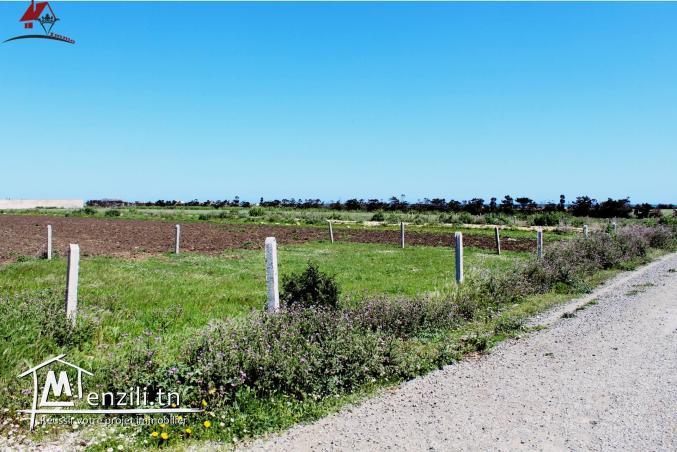lotissement à Dherwa ( Kélibia)