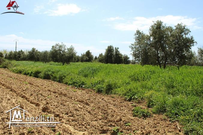 micro ferme à Kélibia