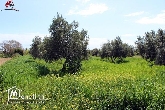 micro ferme à Kélibia