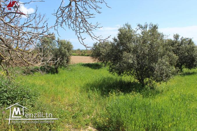 micro ferme à Kélibia