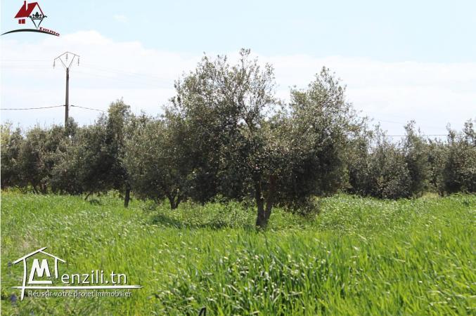 micro ferme à Kélibia