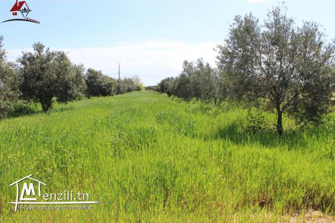 micro ferme à Kélibia