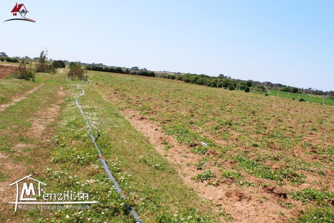 2 hectares et 6000 m²
