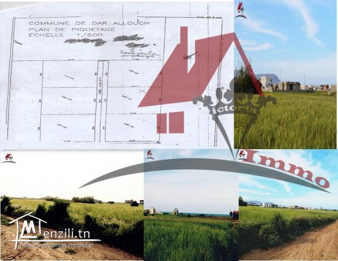 مقاسم في دار علوش / قليبية