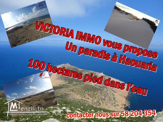  un terrain de 100 hectares