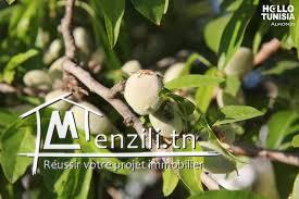 TERRAIN A ROUTE EL AIN SFAX